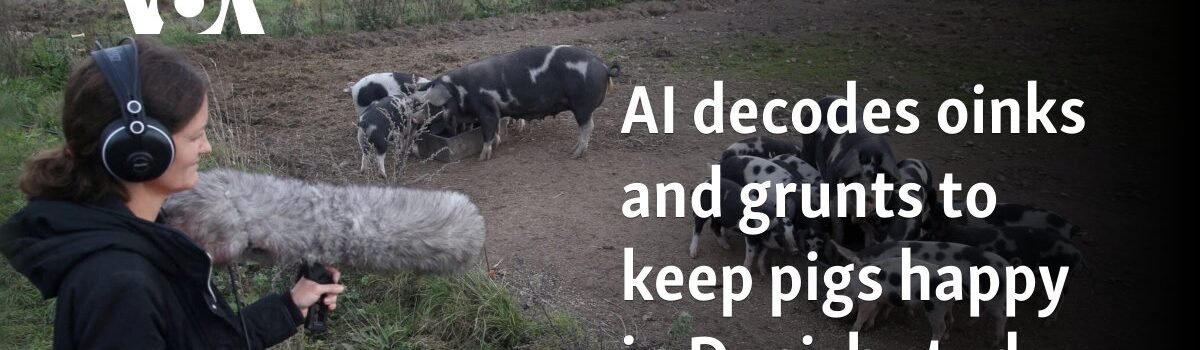 AI decodes oinks and grunts to keep pigs happy in Danish study