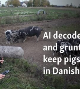 AI decodes oinks and grunts to keep pigs happy in Danish study
