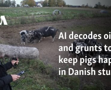 AI decodes oinks and grunts to keep pigs happy in Danish study