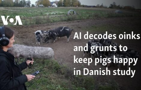 AI decodes oinks and grunts to keep pigs happy in Danish study