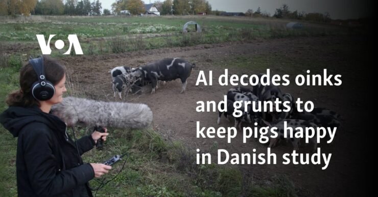 AI decodes oinks and grunts to keep pigs happy in Danish study